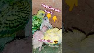 My bodgies colony progress and my parrot chicks foryou parrot shortvideos viralvideos [upl. by Ahtekahs992]