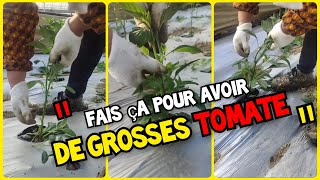 Voici pourquoi vous navez jamais de gros fruits de tomate piment et poivron [upl. by Derraj]