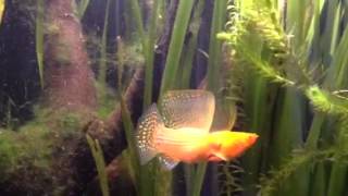 Sailfin molly fight [upl. by Olimac]