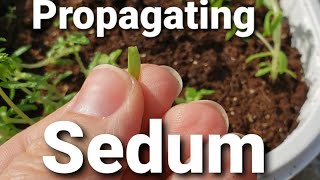 How I Am Propagating Sedum [upl. by Irvine291]