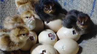 Amazing Born Chicks  Hen Harvesting Eggs To Chicks Natural Hatching  Wonderful Nature [upl. by Codee]