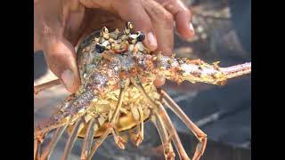 The Only Lobster Fest on Mainland Belize [upl. by Latsyk]