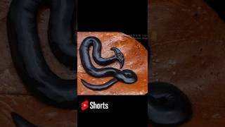 কেটে টুকরো টুকরো করলেও মরবে না Hammerheadworm shortsvideo [upl. by Halsey]