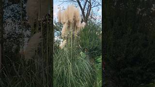 Pampas grass feathery stems pampasgrass ornamentalgrass featherygrass [upl. by Hamel]