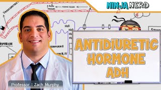 Endocrinology  Antidiuretic Hormone ADH [upl. by Astraea562]