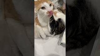 My kittys fighting 🐈viralvideo funnykitty funnyanimal funnycat funnypet catlover ytshorts [upl. by Reace836]