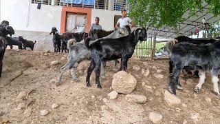 Toroslarda Ali Bey’in Kurbanlıklarına Bakmaya Gittik  2024 Kurbanlık Fiyatları [upl. by Nylime]