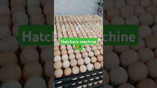 Hatchery machine made repair ko lagi contact 9805264400 [upl. by Ardnuhsal659]