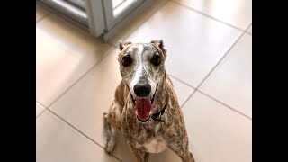 Roscoe the Whippet Talking to the Camera [upl. by Otilegna539]