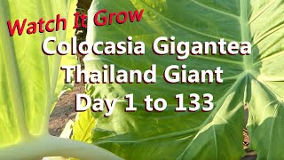 5 Foot Leaves in 5 Months  Colocasia Gigantea Grows Huge Leaf  Thailand Giant Elephant Ear [upl. by Airdnekal]