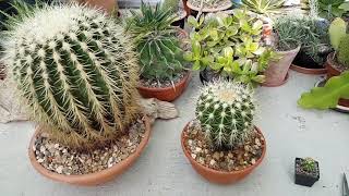 Growth rates of golden barrel cactus [upl. by Elizabet]