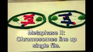 Mitosis vs Meiosis [upl. by Eiznikcm]