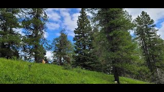 Lodgepole Pine Pinus contorta [upl. by Walker]