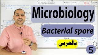 bacterial Spore formation Bacterial Structure [upl. by Eirual]