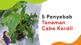 5 Penyebab Cabe Kerdil dan Susah Tumbuh [upl. by Everick]