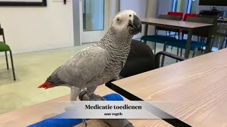 Medicatie toedienen aan vogels [upl. by Undry13]