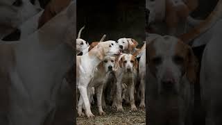 Short Meute de chiens qui aboie [upl. by Cordle232]