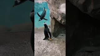 This penguin got the help it needed 👋 [upl. by Inanaup]