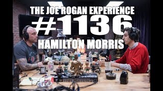 Joe Rogan Experience 1136  Hamilton Morris [upl. by Barb873]