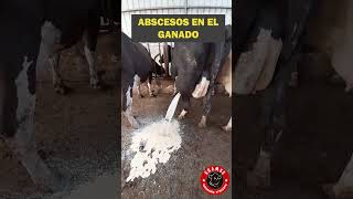 Abscesos en el ganado ¿Qué hacer absceso campo ganado rancho zootecnia vacas toros [upl. by Sladen]