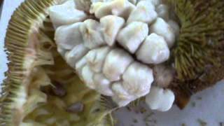 DELICIOUS Madang Marang Fruit Artocarpus Odoratissimus [upl. by Lehman]