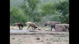 Hyenas playing in the Kruger Park [upl. by Yrrol]