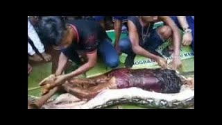 Anaconda Giant Eats Man Alive  Biggest Snake In The World Giant Python Attacks  Realquot [upl. by Annaitat]