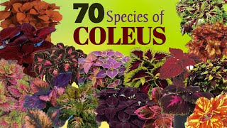 70 Rare Varieties of Coleus Plant with Names  Mayana Plant varieties  Plant and Planting [upl. by Inait]