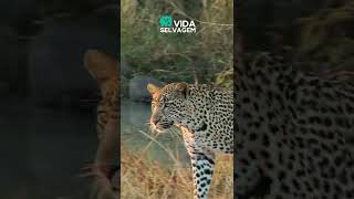 LEOPARDO INVADE PRÉDIO E MATA CACHORRO  VIDA SELVAGEM [upl. by Libbey]