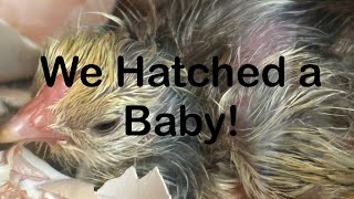 Hatching Chicks Time lapse [upl. by Devin]