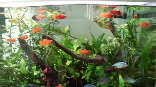 Common Platys and Dwarf Neon Rainbowfish Tank [upl. by Secnirp715]