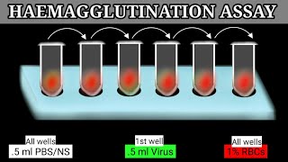 Haemagglutination Assay  HA Assay  HA Test [upl. by Blas420]