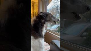 how to con your borzoi into having a good day part 2 dog borzoi goodday petsofyoutube [upl. by Pacificas983]