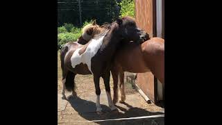 Icelandic Horses grooming each other [upl. by Emie]