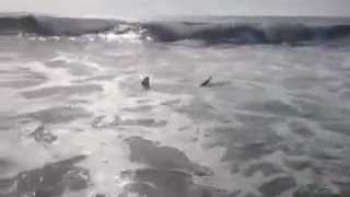 Video of shark sighting at Keawalu Beach [upl. by Lovmilla]