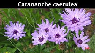 Catananche caerulea [upl. by Silloh]