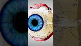 Eye anatomy [upl. by Ihpen]