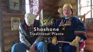 Shoshone Traditional Plants [upl. by Nauq937]