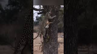 The leopard grabbed the antelope and tried to climb the tree 128 animals wildlife [upl. by Warp]