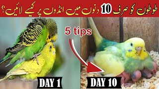 Australian Parrots Bareeding Tips In Urdu  Budgies Bareeding Progress australianparrotbareedigtips [upl. by Nasho]