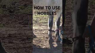 How to put Hobbles on your horse Check out the full video horsemanship horse howto learning [upl. by Omrelliug]