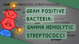 Gamma Hemolytic Streptococci [upl. by Nylrak809]