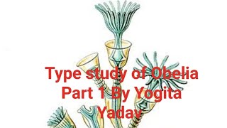 Type study of Obelia Part 1 By Yogita Yadav easy Explanation with Notes [upl. by Iphigeniah217]