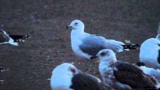 ¿ Ringbilled Gull x Common Gull [upl. by Aja]