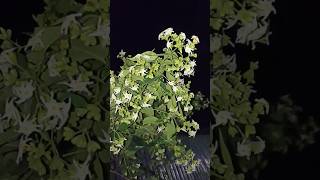 শিউলি ফুল  Night  flowering Jasmine nightflower jasmin flowers shiuli india [upl. by Suirtimed]