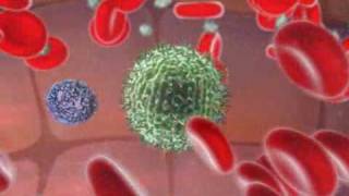 Immune System  Natural Killer Cell [upl. by Gervase]