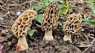 Morilles 2024 🥰  Bon début de pousse du 6042024 [upl. by Anitnatsnoc]