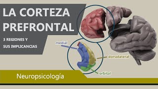 Comportamientos Controlados por la Corteza Prefrontal  Psicología y el cerebro [upl. by Clarisa]