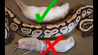 What Size Rodent Should you Feed your Snake [upl. by Esnahc]