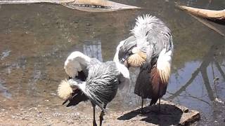 Kraanvogels quotkronekranenquot in Austin Roberts Bird Sanctuary Pretoria ZuidAfrika [upl. by Atirys]